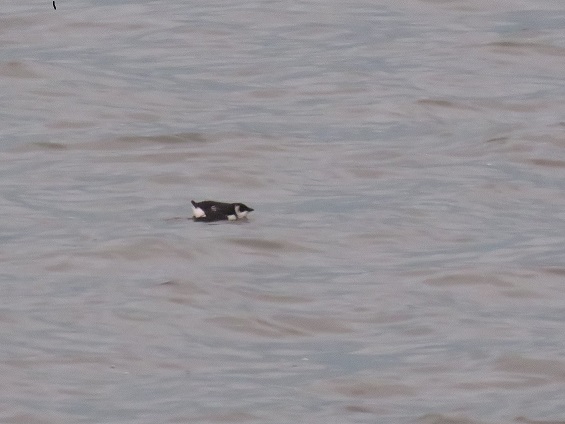 Little Auk