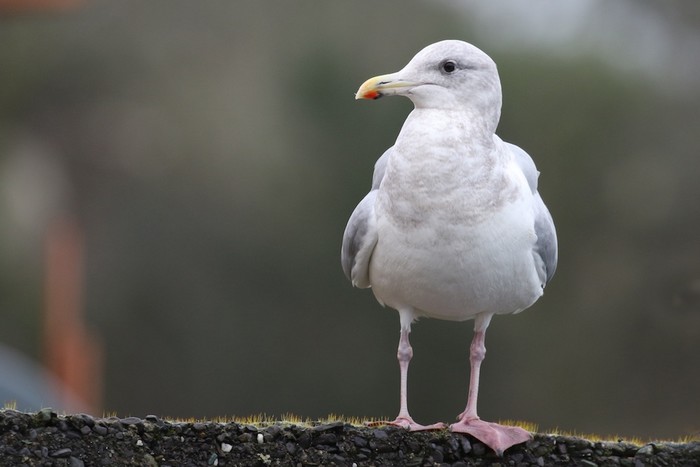 Glaucous-winged Gull