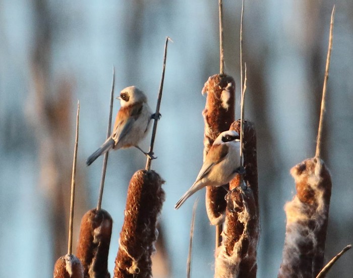 Penduline Tit