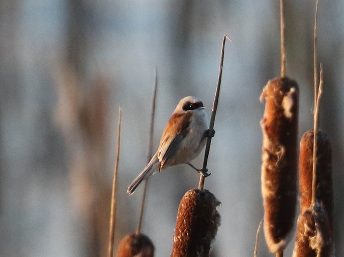 Penduline Tit
