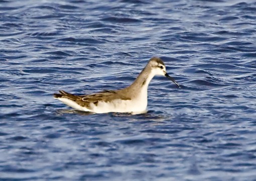 Wilson's Phalarope