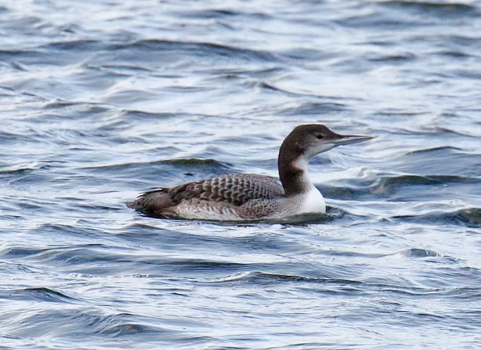 Great Northern Diver