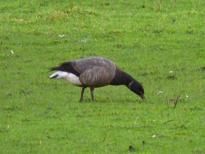 Dark-bellied Brent Goose