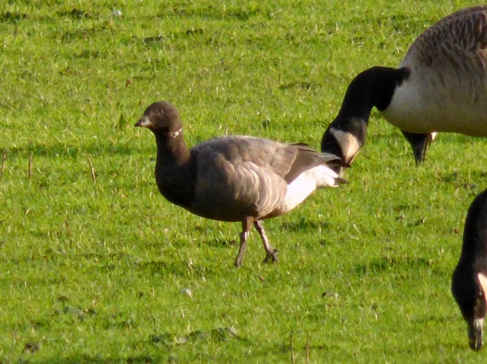 Dark-bellied Brent Goose