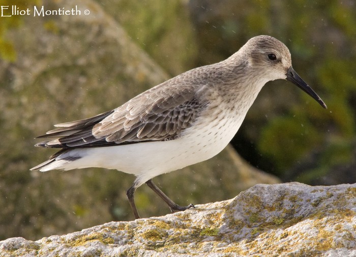 Dunlin
