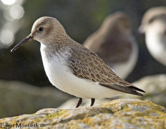 Dunlin