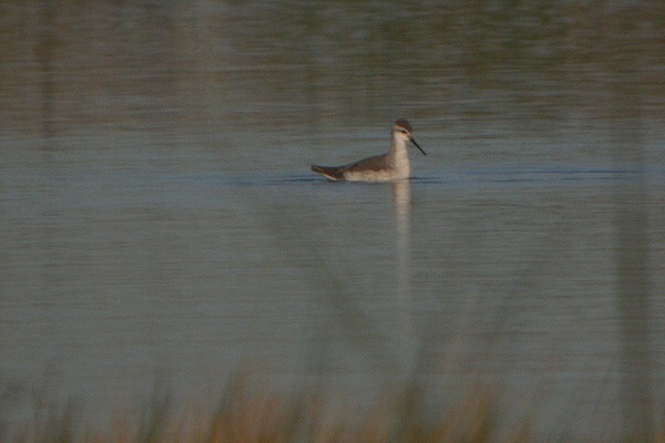 Wilson's Phalarope