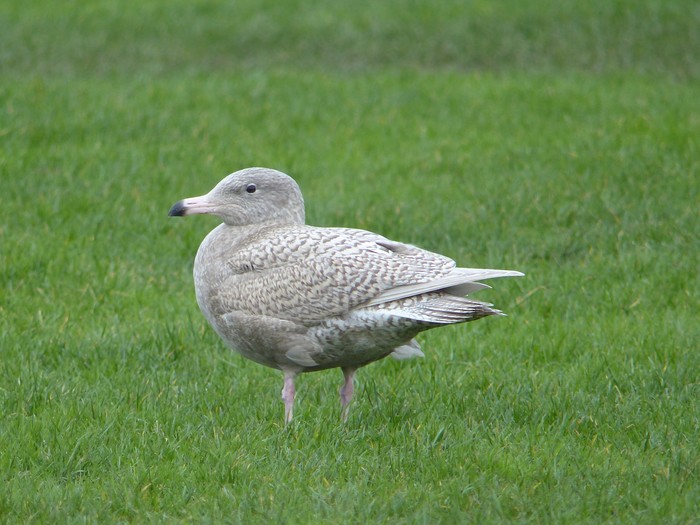 Glaucous Gull