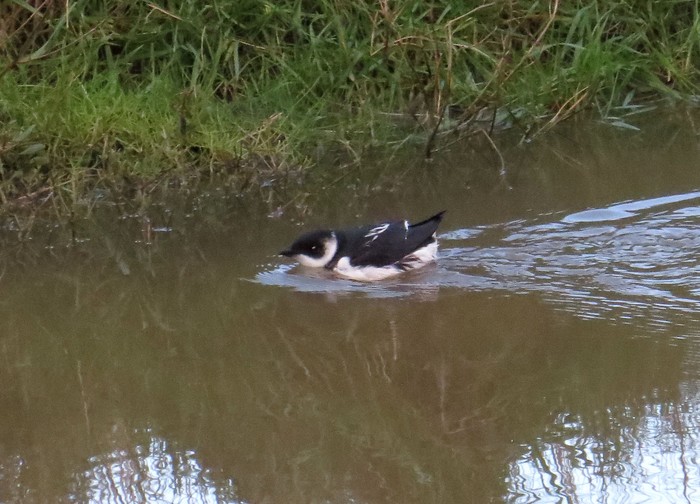 Little Auk