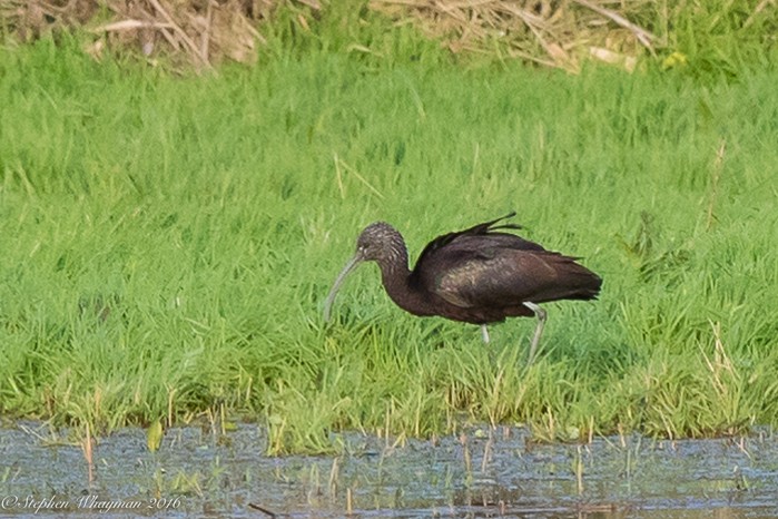 Glossy Ibis