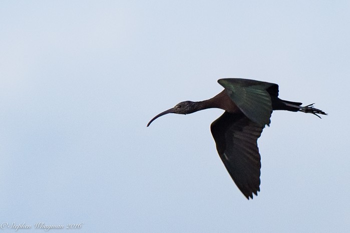 Glossy Ibis