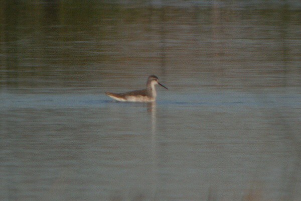 Wilson's Phalarope