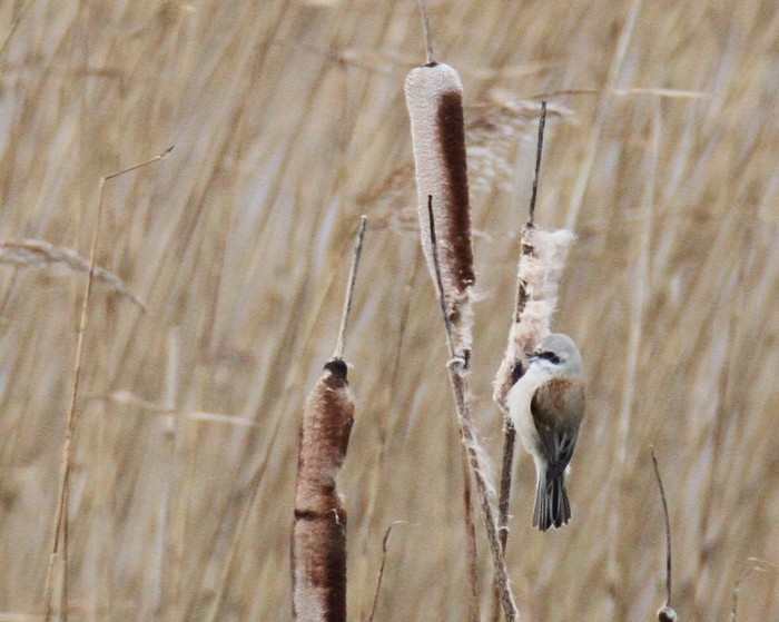 Penduline Tit