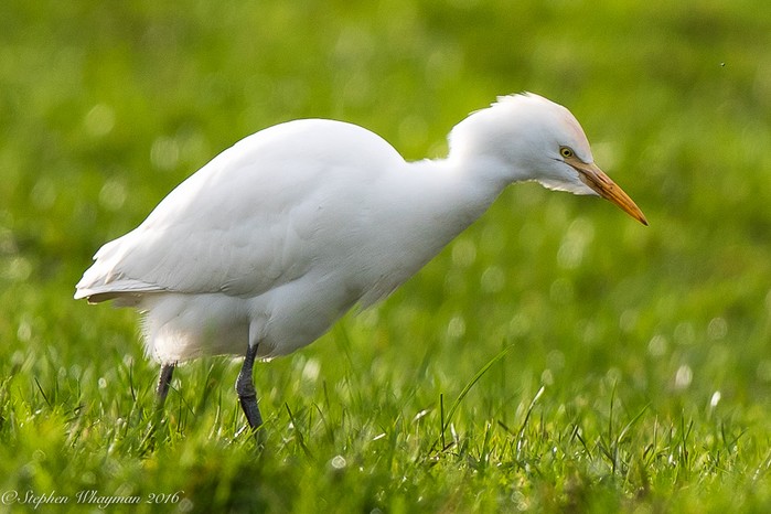 Cattle Egret