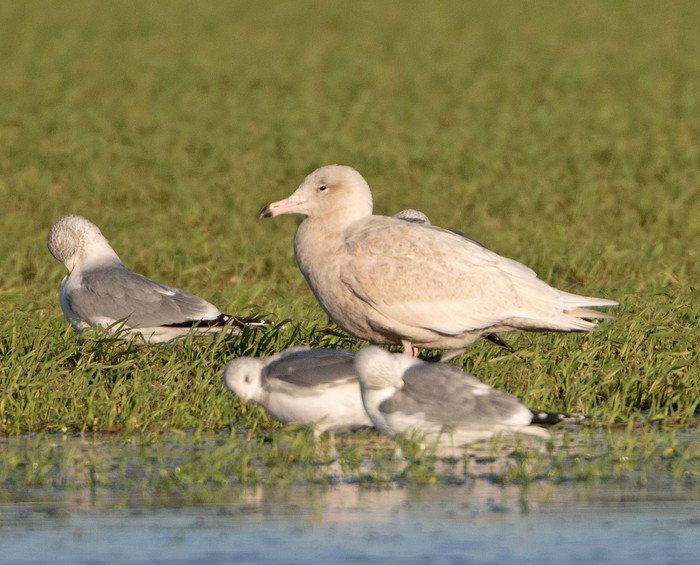 Glaucous Gull
