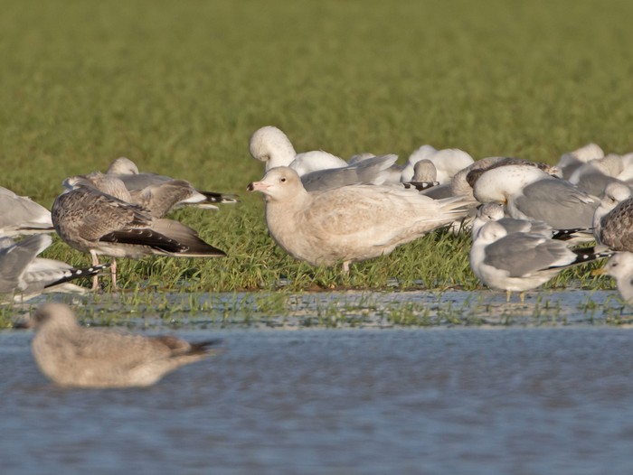 Glaucous Gull