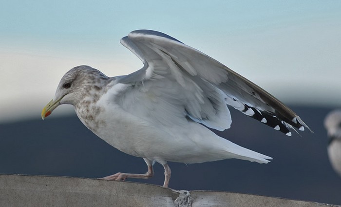 Vega Gull