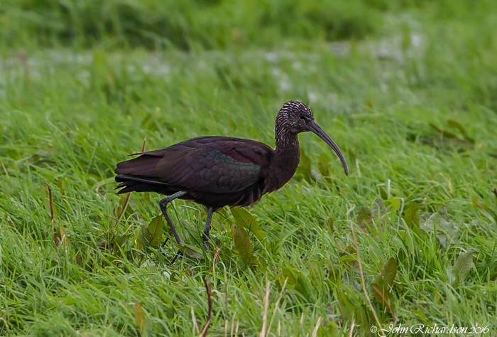 Glossy Ibis