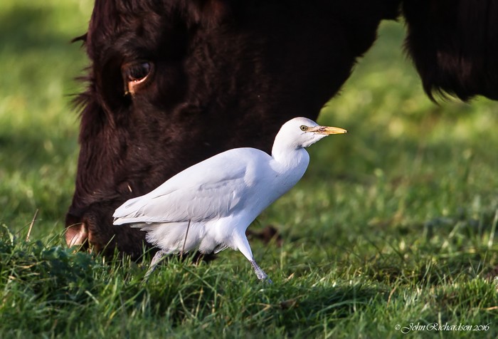 Cattle Egret