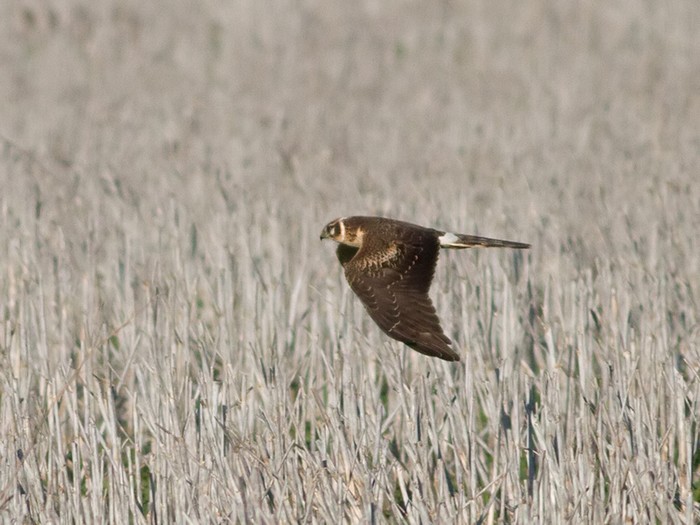 Pallid Harrier