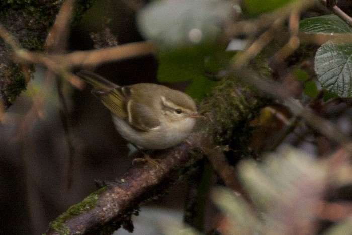 Yellow-browed Warbler
