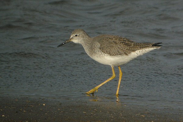Lesser Yellowlegs