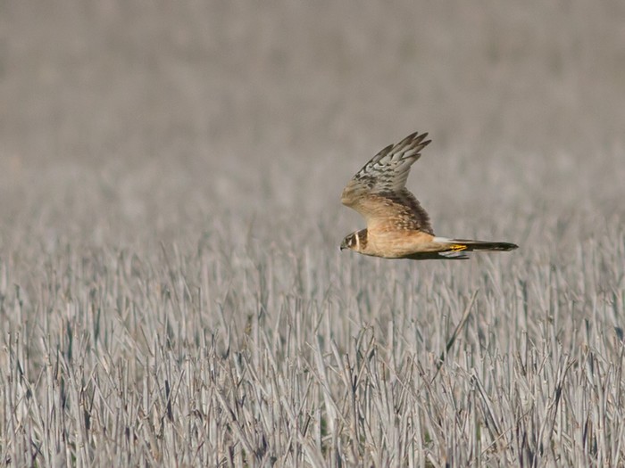 Pallid Harrier