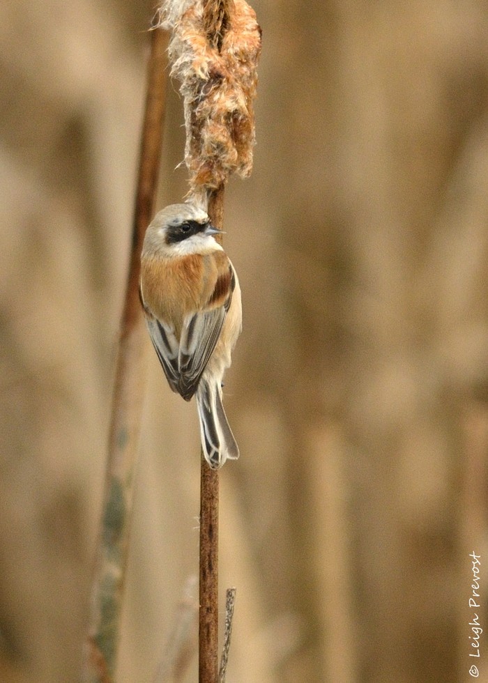 Penduline Tit