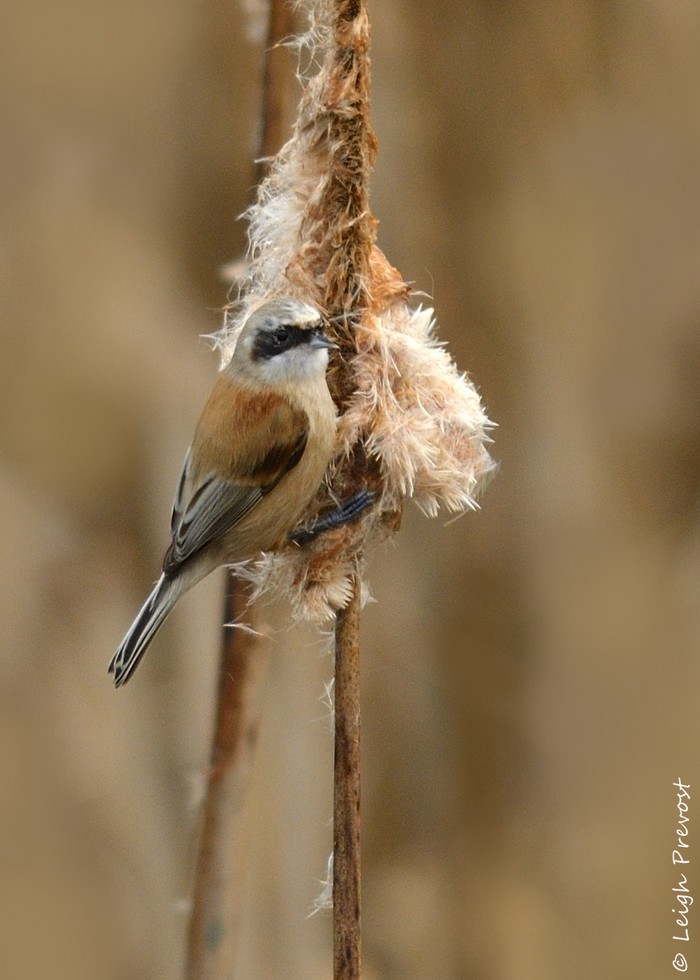 Penduline Tit
