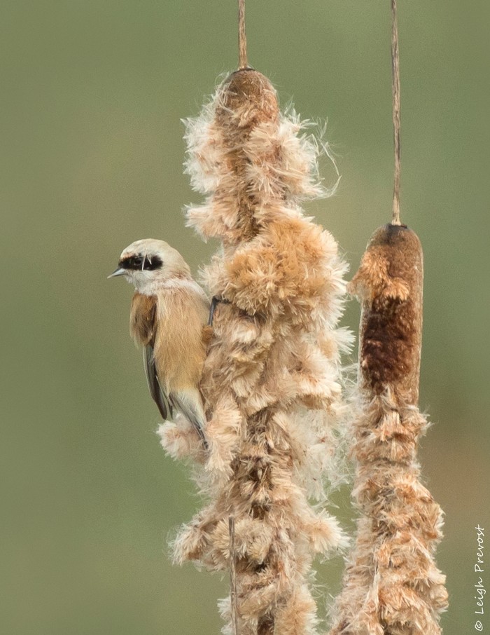 Penduline Tit