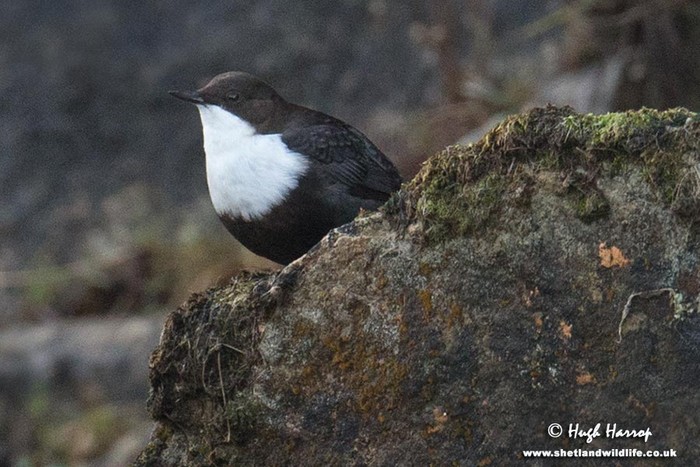 Black-bellied Dipper