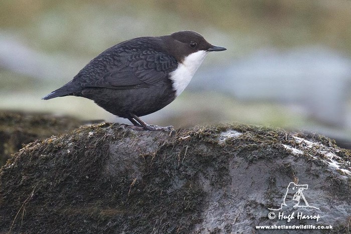 Black-bellied Dipper