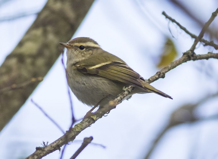 Yellow-browed Warbler