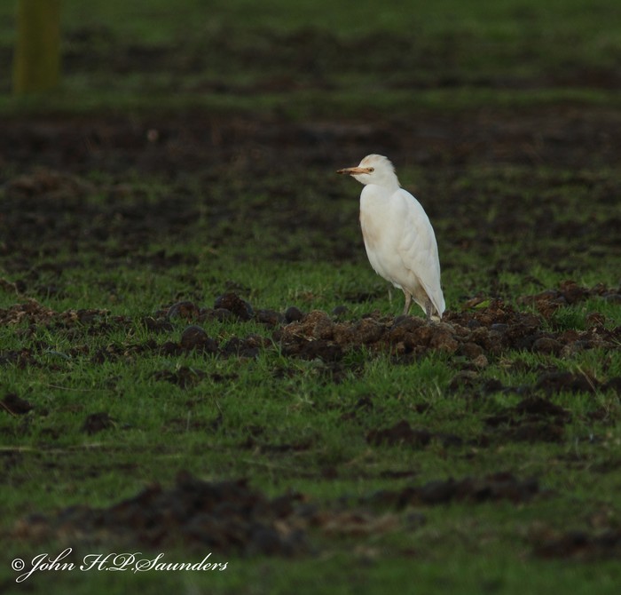 Cattle Egret
