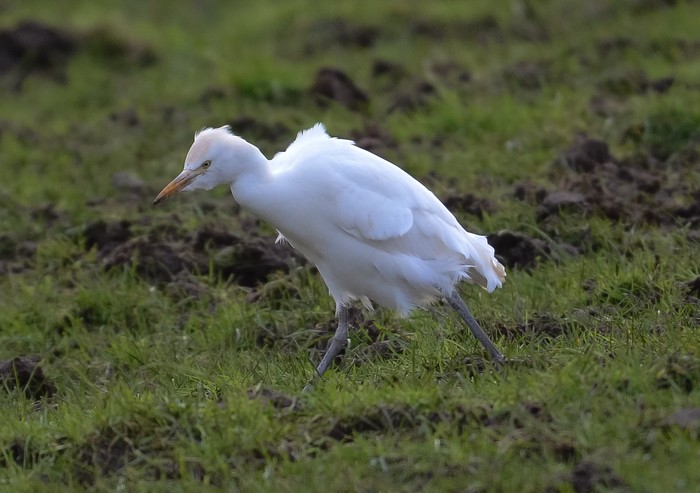 Cattle Egret