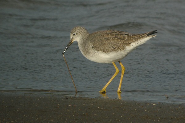 Lesser Yellowlegs