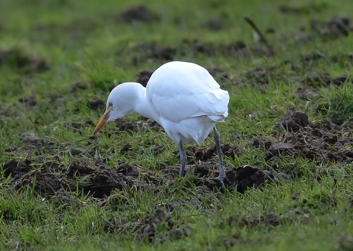Cattle Egret