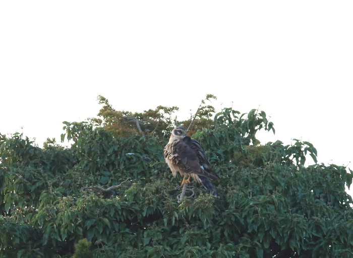 Pallid Harrier