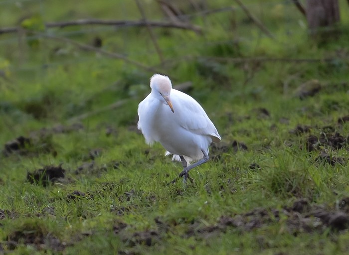 Cattle Egret