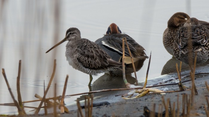 Long-billed Dowitcher
