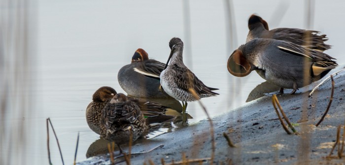 Long-billed Dowitcher