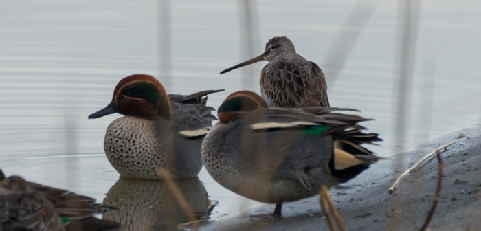 Long-billed Dowitcher