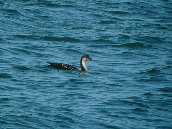 Pacific Diver