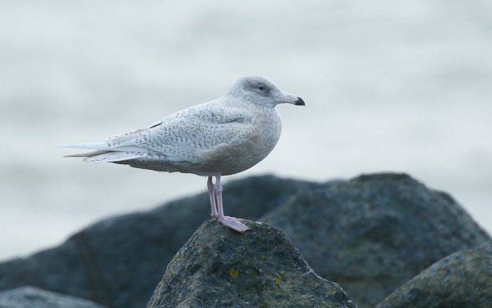 Glaucous Gull