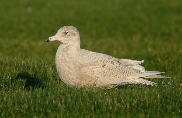 Glaucous Gull
