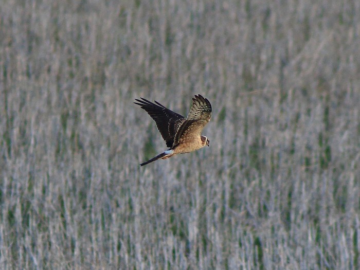 Pallid Harrier