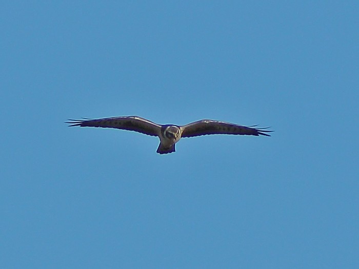 Pallid Harrier