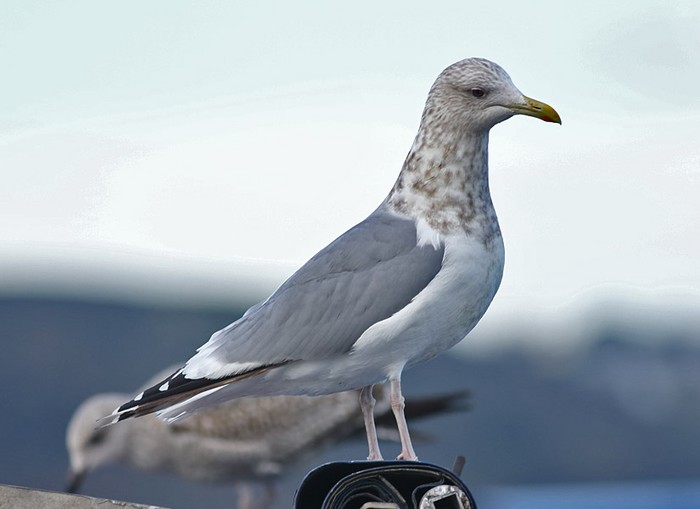 Vega Gull
