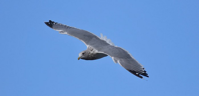 Vega Gull