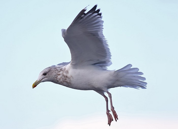 Vega Gull